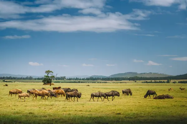 Blue Wildebeest Wildlife Время Сафари Плеттенберге Южная Африка Стоковая Картинка