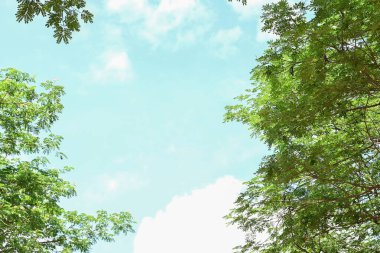 Birçok dalı ve yaprağı olan bir ağaç gökyüzü arka planında gösterilir..