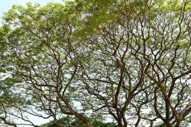 Birçok dalı ve yaprağı olan bir ağaç gökyüzü arka planında gösterilir.