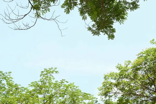 Birçok dalı ve yaprağı olan bir ağaç gökyüzü arka planında gösterilir..