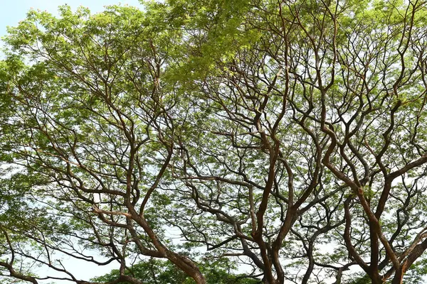 Birçok dalı ve yaprağı olan bir ağaç gökyüzü arka planında gösterilir.