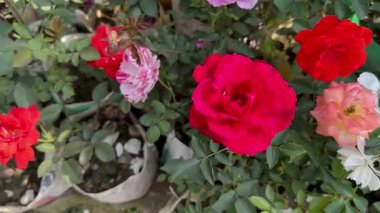 Arı, Rose ve Bee 'nin Kırmızı Gül Yakın Çekimi