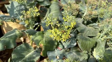 Doğanın Süreci 'nin Arı Tozlaştırıcı Çiçeği Yakın Çekimi