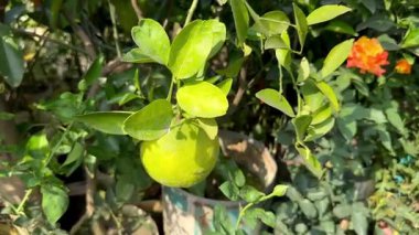 Taze Limon Bahçedeki Ağaç Ağacında Yepyeni Citrus