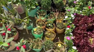 Saksıdaki Bitkilerin Çeşitliliği: Renkli Çiçek ve Aloe Vera Bitkileri
