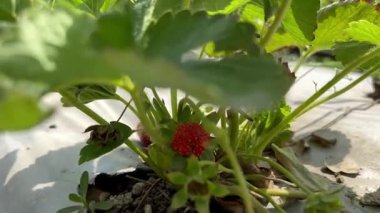 Bahçe 4K Organik Bahçesinde Taze Olgunlaşmış Çileklerin Yakın plan Çekimi