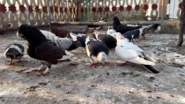 Açık Uzayda Yerde Beslenen Güvercinler - Huzurlu Doğa Sahnesi - 4K Video