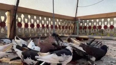 4K 'da Yerden Beslenen Güvercinler - Eylemdeki Kuşların Çarpıcı Yakın Çekimi