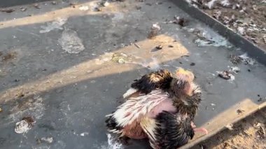 4K Uçan Güvercinler Ayrıntılı Tüy Hareketleriyle Uçan Kuşların Sersemletici Yakalaması