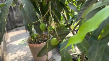Ağaç üzerinde yetişen mangolar (124.000); Yeşil mangolar (124.000); Organik tarım (124.000); 4K Video