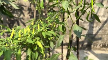 Bitki üzerinde büyüyen sarı biber; Organik acı biberler (124; 4K HD Video)