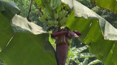 Tropikal Meyve Gelişimi Üzerine Muz Kümesi Büyüyor