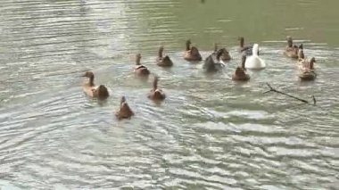 Göletteki Ördekler Zarif Yüzme ve Kanat çırpma Anında