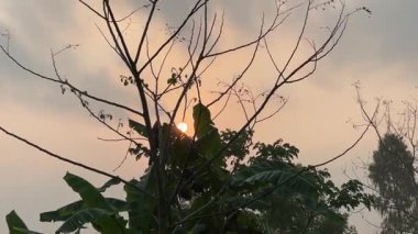 Çıplak dalların silueti, sessiz bir günbatımına karşı, bulutlu bir gökyüzüne karşı siluetlenmiş çıplak ağaç dallarının yer aldığı, biraz puslu, sakin bir günbatımı sahnesi..