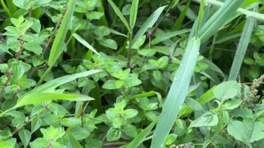 Doğal ortamda canlı kekik otu ve çimenlerin yakın çekimi, bu yakın çekim uzun otların arasında yoğun bir kekik bitkisini gösteriyor..
