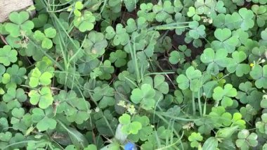 Yerdeki canlı yonca yapraklarının yakın çekim görüntüsü, yüksek açılı, yakın çekim yonca yaprakları yoğun bir şekilde zemin kaplayan.