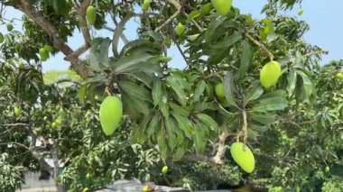 Olgunlaşmamış yeşil mangolarla dolu gür mango ağacı, olgunlaşmamış yeşil mangolarla dolu canlı bir mango ağacı dalının açık hava görüntüsü..