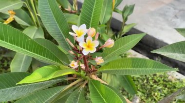 Tropikal Bahçe Ayarları 'nda canlı Plumeria Çiçekleri, hoş kokulu, kremsi beyaz ve sarı çiçekleri olan bir tesisat bitkisine yakın çekim.