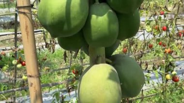 Bir seradaki sarmaşıkta taze yeşil papayalar, canlı yeşil papayalar bir sarmaşığa asılı serada yetişiyor..