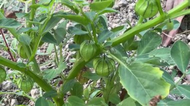 Canlı Yeşil Burun Bektaşi üzümü meyveleri bir çalılıkta yetişiyor. Dallardan sarkan çok sayıda olgunlaşmamış, canlı yeşil meyvelerle bektaşi üzümünün sağlıklı bir pelerininin yakın görüntüsü..