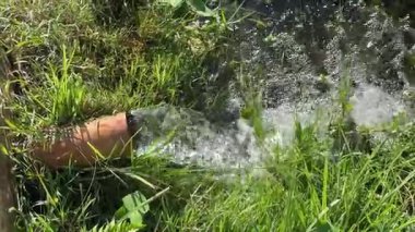 Terracotta borusundan çimenli bir su yoluna akan su, bir terracotta borusunun çimenli bir alana kurulmuş küçük bir dere veya hendeğe temiz su saldığı görülmektedir..