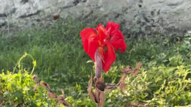 Canlı yeşilliklere sahip yemyeşil bitkiler, çeşitli yeşil bitkilerin yakın görüntüsü, muhtemelen açık hava ortamında..
