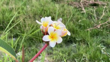 Çimenlikte canlı Plumeria Çiçekleri, yumuşak beyaz taç yaprakları ve parlak sarı merkezleri olan bir demet plumeria çiçeklerine yakın plan..