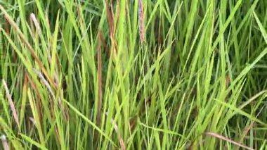 Narin Beyaz Tohum Kafalarıyla Yeşiller Çimeninin Yakın Çekimi