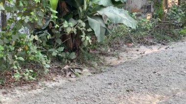 İki firavun faresi, yoğun ve tropikal bir ortamda birbirine kenetlenmiş iki firavun faresinin yakınındaki Lush Tropikal Ormanlıkta toplanır..