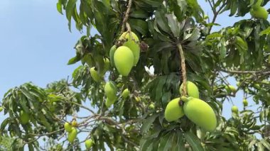 Olgunlaşmamış Yeşil Mangolar Yeşillik bir ağaç dalında asılı