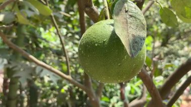 Taze Yeşil Pomelo Meyvesi Su Damlacıklarıyla bir ağaç dalında asılı duruyor