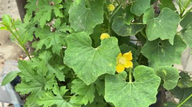 Geniş yapraklı, yemyeşil bir karpuz bitkisinin üzerinde açan canlı sarı çiçeğe yakın çekim