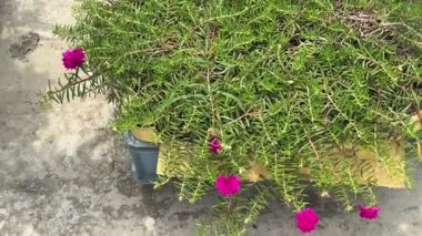 Canlı Pembe Portekiz Çiçekleri Ot Yeşili Yeşillikte