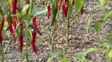 Yeşillik bir bahçede yetişen bol miktarda kırmızı biber hasadı.
