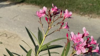 Yol kenarında güneşli bir günde narin Pembe Neryum Oleander Çiçekleri