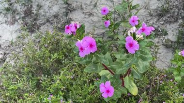 Canlı Pembe Madagaskar Periwinkle Çiçekleri Sandy Alanında Açar