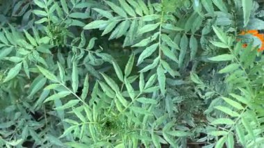 Tek Portakallı Kadife Çiçeği Yeşil Yapraklarla çevrili