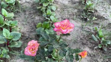 Güzel Pembe ve Sarı Güller Bahçede Çiçek açıyor