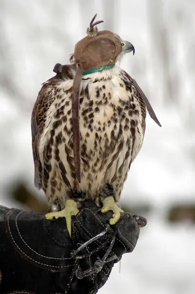 Kışın Falconer ve Falcon,