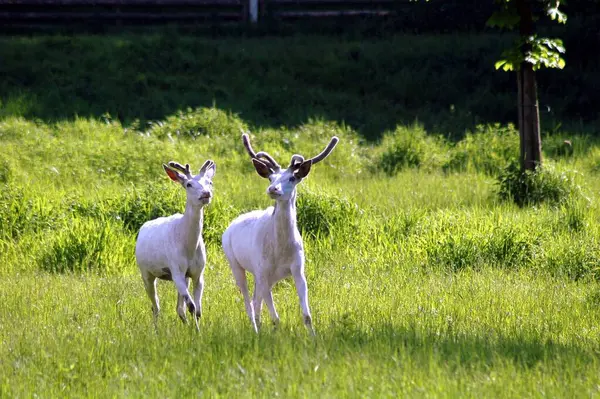 Beyaz geyik ender bulunur