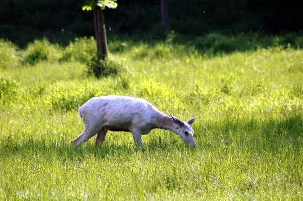 Beyaz geyik ender bulunur