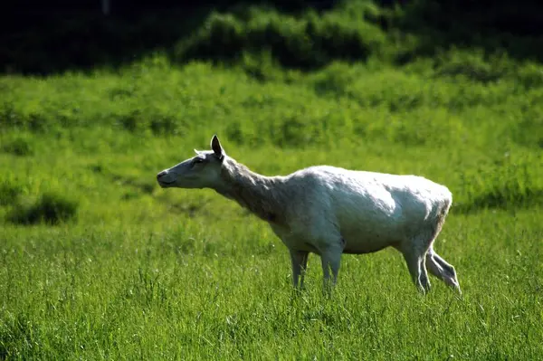 Beyaz geyik ender bulunur