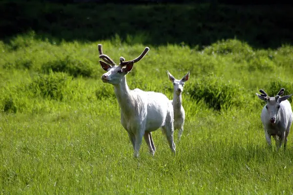 Beyaz geyik ender bulunur