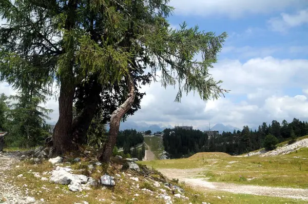 Vogel Slovenya Julian Aply