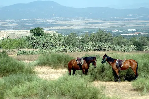 Tunus Atı Dağlarda At Sürüyor