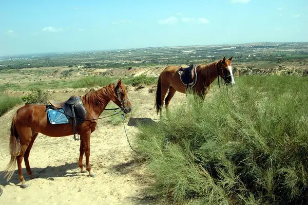 Tunus Atı Dağlarda At Sürüyor