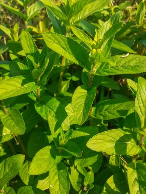 Güneşte yetişen bir demet Mentha longifolia bitkisi. 