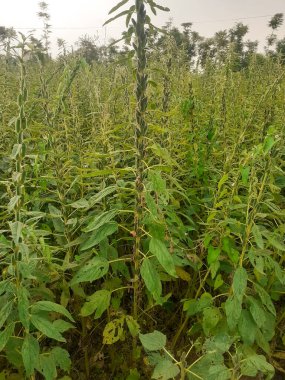 Beyaz gökyüzü arkaplanına sahip alandaki sesamum indium veya susam bitkilerini kapat. 