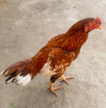 Yerdeki renkli horozu kapat. 