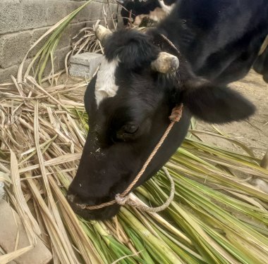 Yeşil otları yiyen siyah inek. 